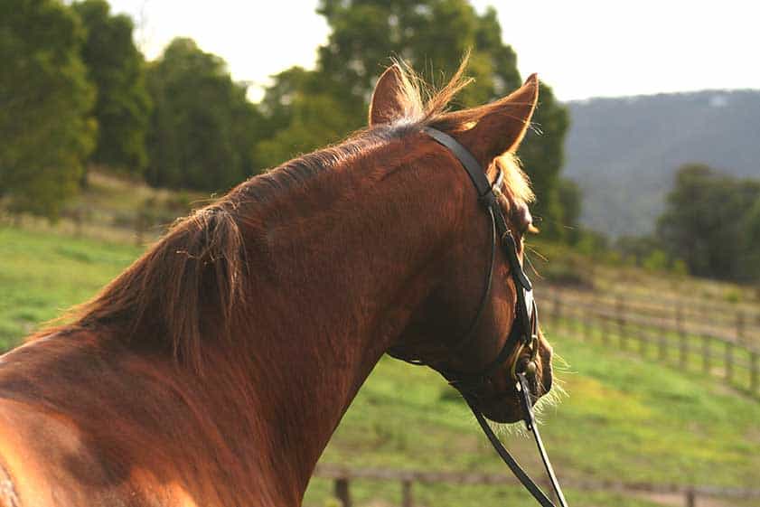 equine course online